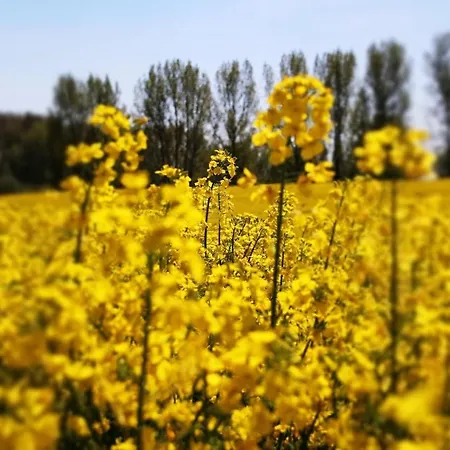 Ferien_villa Felicita Holiday home *